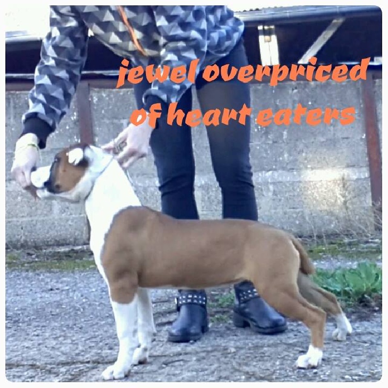 Jewel overpriced Of Heart Eaters