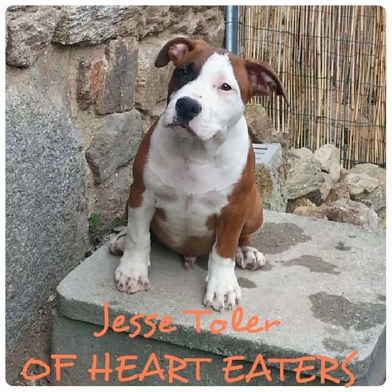 Jesse toler Of Heart Eaters
