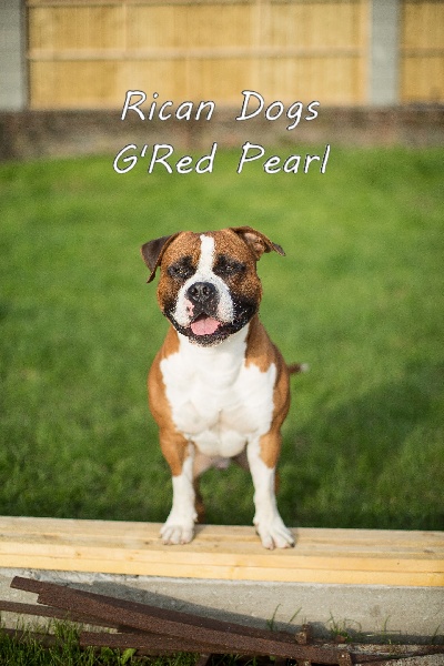 rican dog's G' red pearl