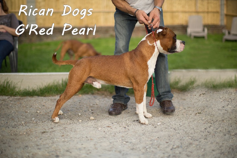 rican dog's G' red pearl