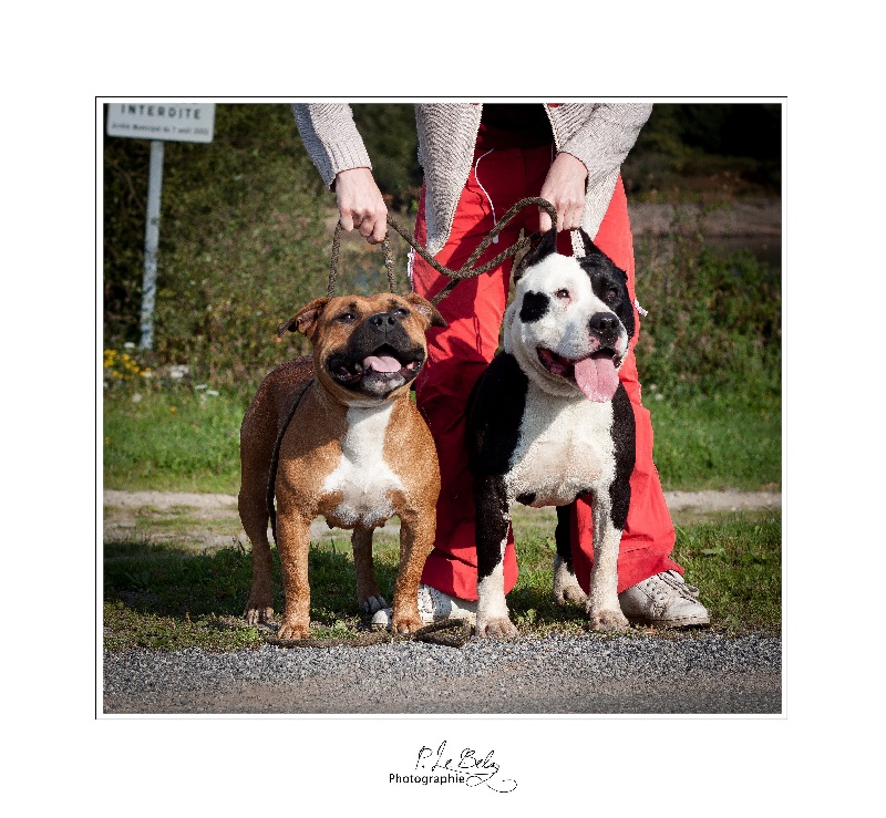 Of Heart Eaters - American Staffordshire Terrier - Portée née le 20/11/2011