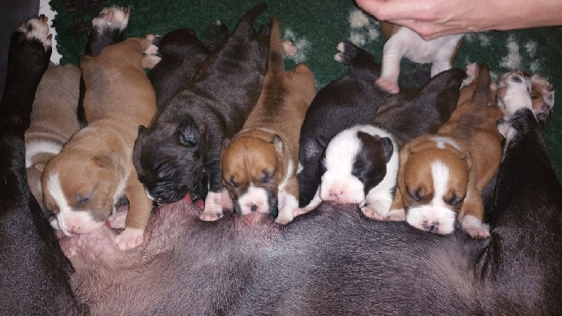 chiot American Staffordshire Terrier Of Heart Eaters
