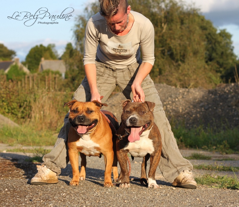 Of Heart Eaters - American Staffordshire Terrier - Portée née le 31/10/2012