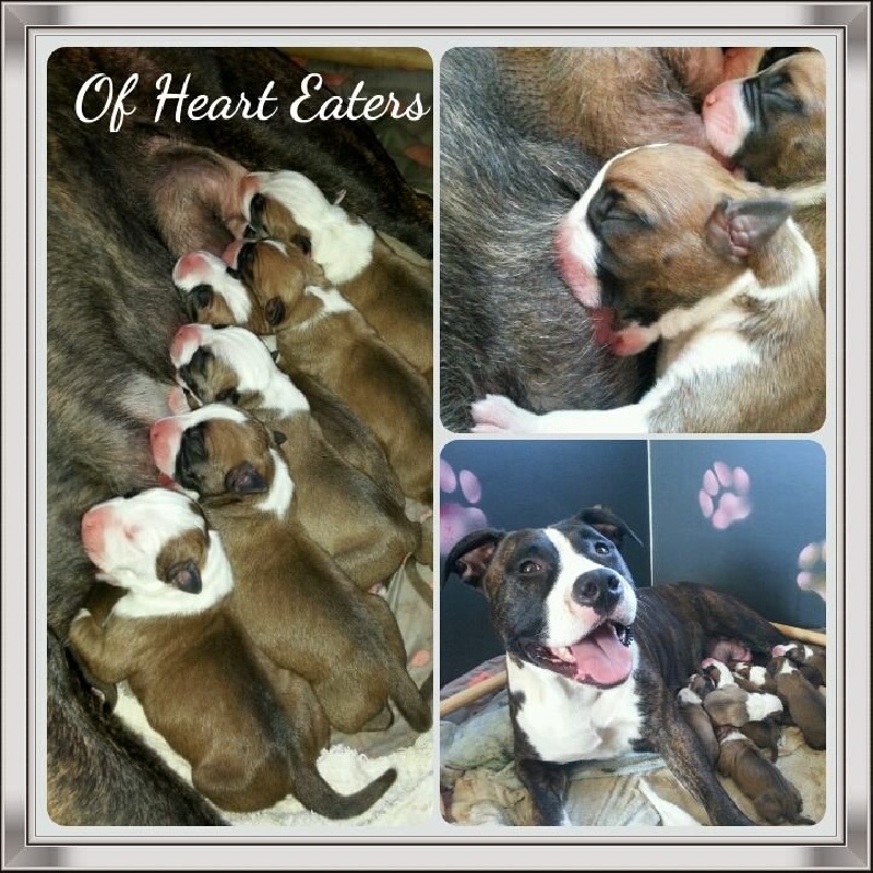 Of Heart Eaters - American Staffordshire Terrier - Portée née le 19/06/2014