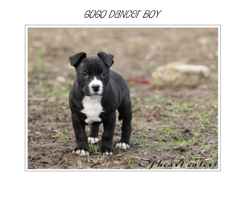 Gogo dancer boy Of Heart Eaters