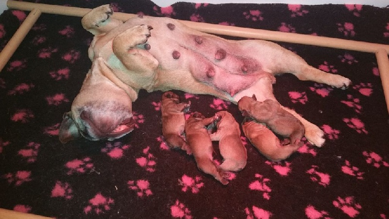Chiot Bouledogue français Of Heart Eaters